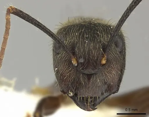 Camponotus femoratus specimen CASENT0249605 image casent0249605_2