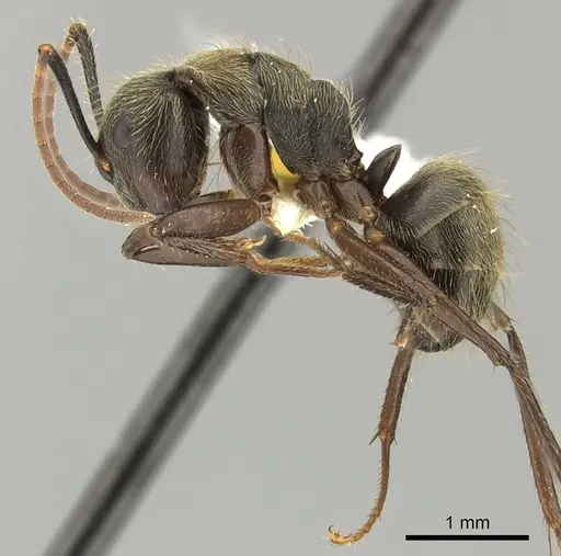 Camponotus femoratus specimen CASENT0249605 image casent0249605_3