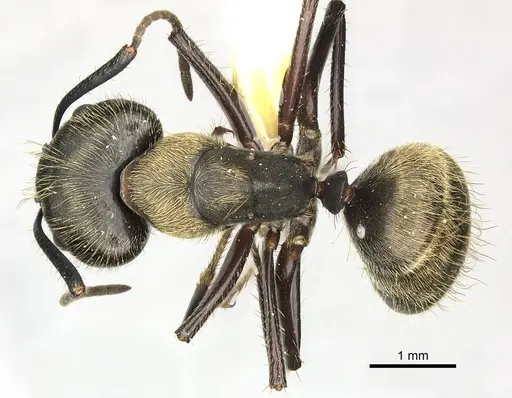 Camponotus femoratus specimen CASENT0619231 image casent0619231_1