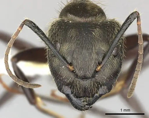 Camponotus femoratus specimen CASENT0619231 image casent0619231_2