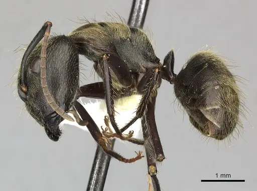 Camponotus femoratus specimen CASENT0619231 image casent0619231_3