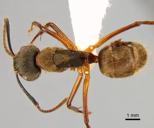 Camponotus femoratus specimen CASENT0882015 image casent0882015_1