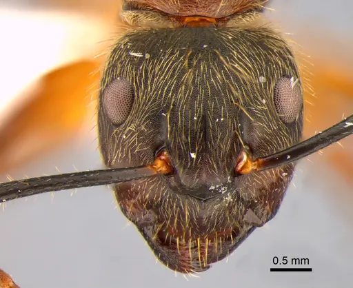 Camponotus femoratus specimen CASENT0882015 image casent0882015_2