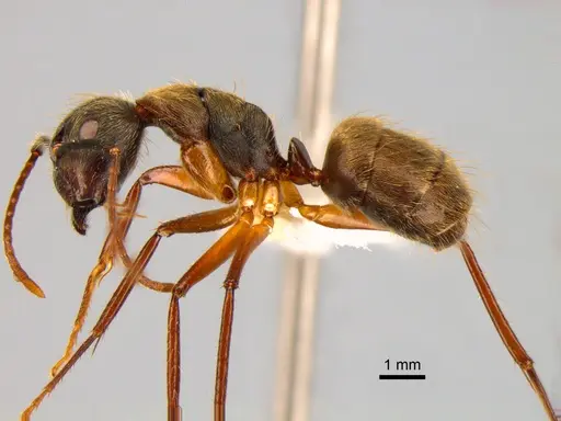Camponotus femoratus specimen CASENT0882015 image casent0882015_3