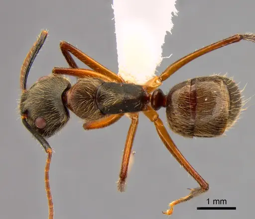 Camponotus femoratus specimen CASENT0882016 image casent0882016_1