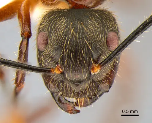 Camponotus femoratus specimen CASENT0882016 image casent0882016_2