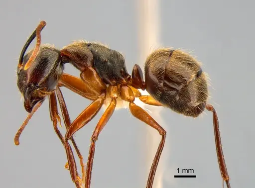 Camponotus femoratus specimen CASENT0882016 image casent0882016_3