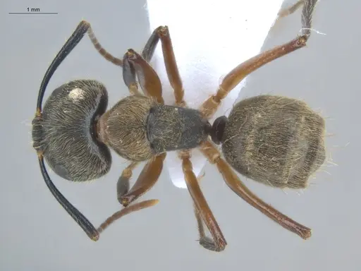 Camponotus femoratus specimen ECOFOG-MI15-0259-28 image ecofog-mi15-0259-28_1