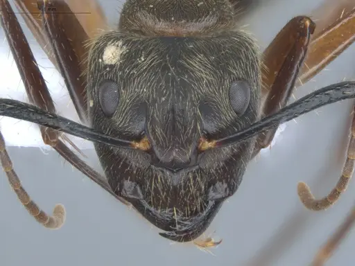 Camponotus femoratus specimen ECOFOG-MI15-0259-28 image ecofog-mi15-0259-28_2