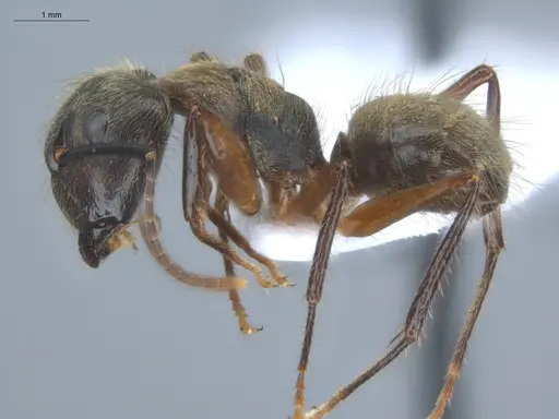 Camponotus femoratus specimen ECOFOG-MI15-0259-28 image ecofog-mi15-0259-28_3