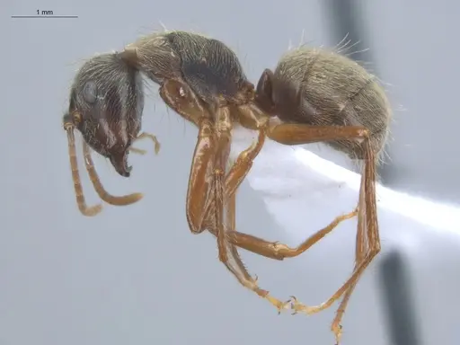 Camponotus femoratus specimen ECOFOG-SL13-1223-12 image ecofog-sl13-1223-12_3