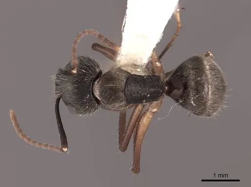 Camponotus femoratus specimen FMNHINS0000046088 image fmnhins0000046088_1