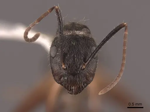 Camponotus femoratus specimen FMNHINS0000046088 image fmnhins0000046088_2