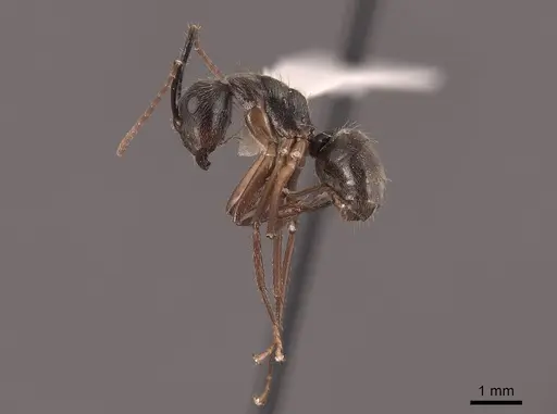 Camponotus femoratus specimen FMNHINS0000046088 image fmnhins0000046088_3