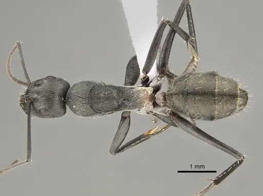 Camponotus fergusoni specimen CASENT0887702 image casent0887702_1