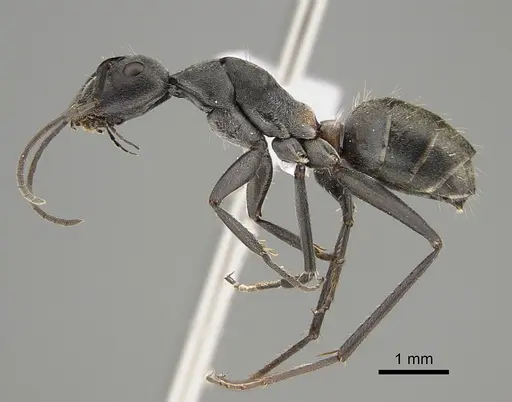 Camponotus fergusoni specimen CASENT0887702 image casent0887702_3