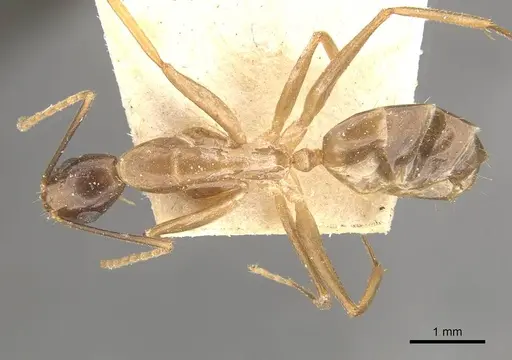 Camponotus ferreri specimen CASENT0910567 image casent0910567_1