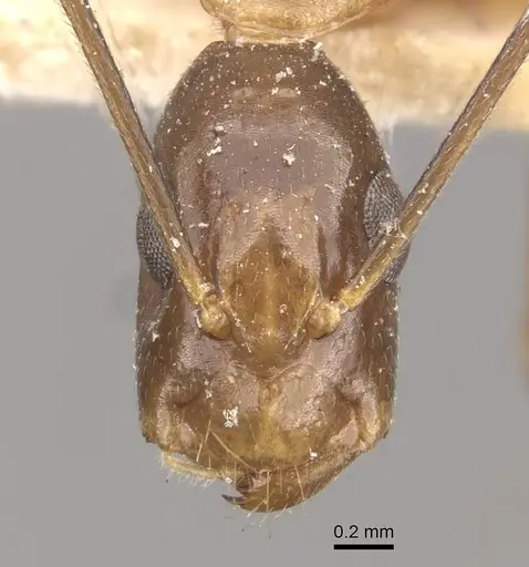 Camponotus ferreri specimen CASENT0910567 image casent0910567_2