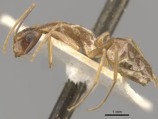 Camponotus ferreri specimen CASENT0910567 image casent0910567_3