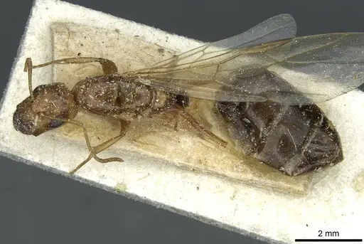 Camponotus ferreri specimen CASENT0911869 image casent0911869_1