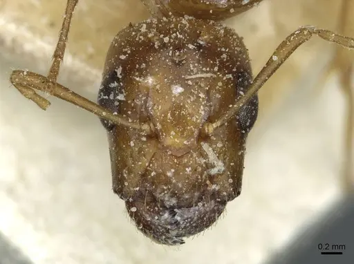 Camponotus ferreri specimen CASENT0911869 image casent0911869_2