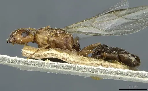 Camponotus ferreri specimen CASENT0911869 image casent0911869_3