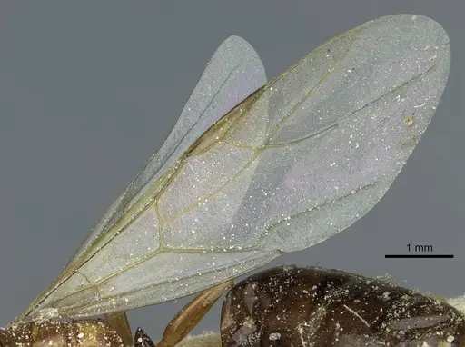 Camponotus ferreri specimen CASENT0911869 image casent0911869_4
