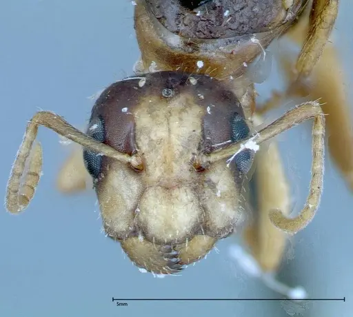 Camponotus ferreri specimen FOCOL0120 image focol0120_2