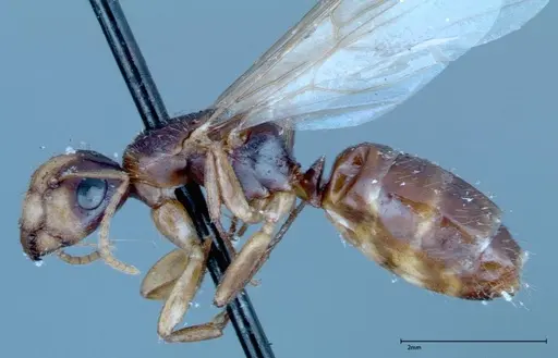 Camponotus ferreri specimen FOCOL0120 image focol0120_3