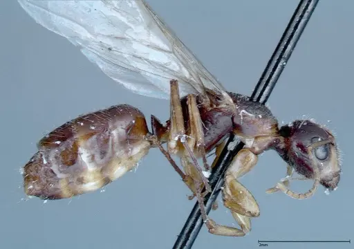 Camponotus ferreri specimen FOCOL0120 image focol0120_4