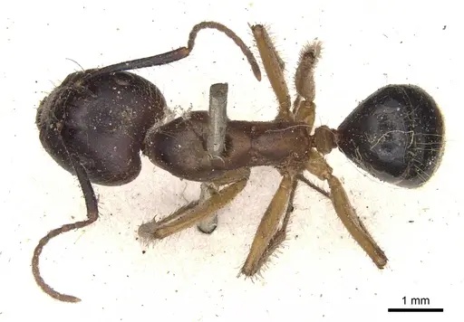 Camponotus fervidus specimen CASENT0901900 image casent0901900_1