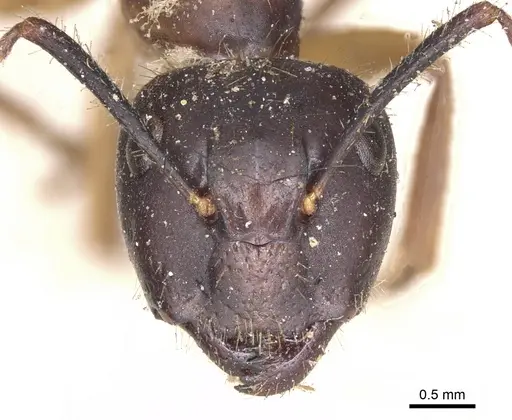 Camponotus fervidus specimen CASENT0901900 image casent0901900_2