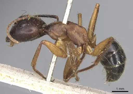 Camponotus fervidus specimen CASENT0901900 image casent0901900_3