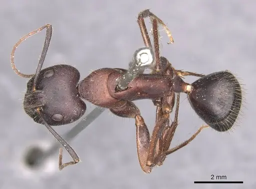 Camponotus festai specimen CASENT0905286 image casent0905286_1