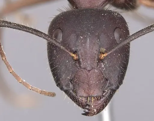 Camponotus festai specimen CASENT0905286 image casent0905286_2