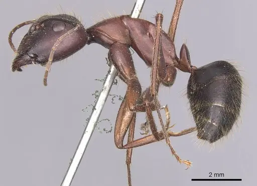 Camponotus festai specimen CASENT0905286 image casent0905286_3