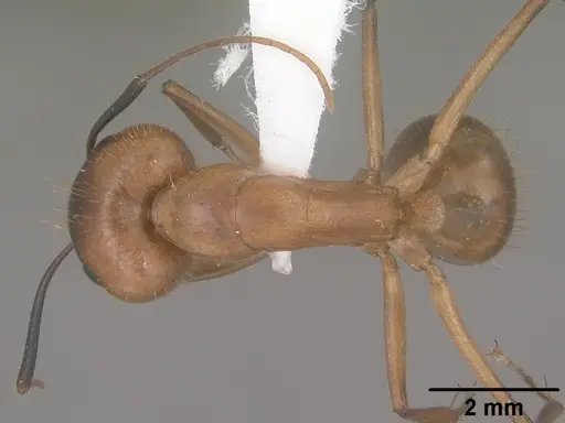 Camponotus festinatus specimen CASENT0102774 image casent0102774_1