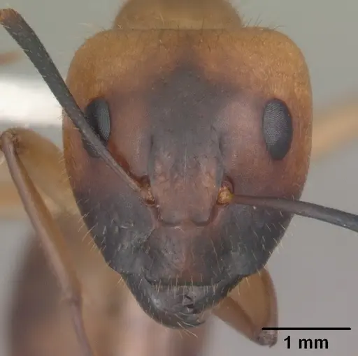 Camponotus festinatus specimen CASENT0102774 image casent0102774_2