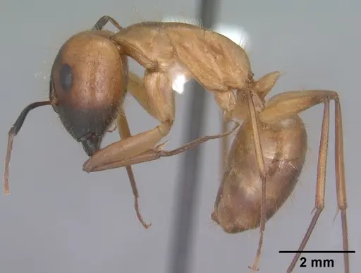 Camponotus festinatus specimen CASENT0102774 image casent0102774_3