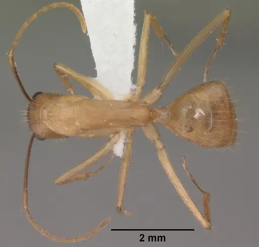 Camponotus festinatus specimen CASENT0102775 image casent0102775_1