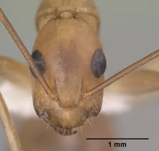 Camponotus festinatus specimen CASENT0102775 image casent0102775_2