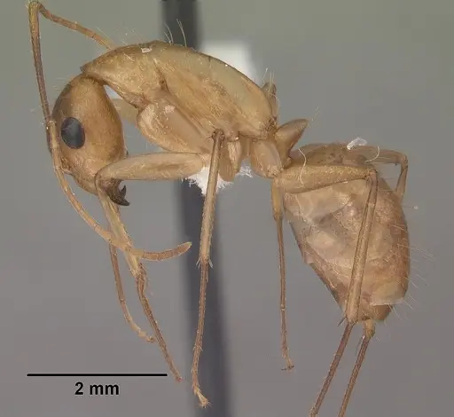 Camponotus festinatus specimen CASENT0102775 image casent0102775_3