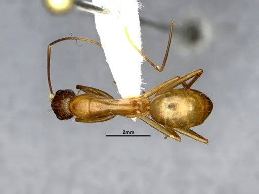 Camponotus festinatus specimen CASENT0220381 image casent0220381_1
