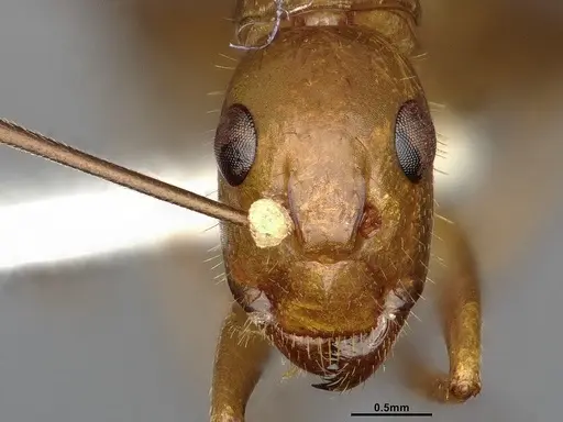 Camponotus festinatus specimen CASENT0220381 image casent0220381_2