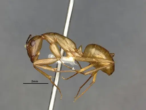 Camponotus festinatus specimen CASENT0220381 image casent0220381_3