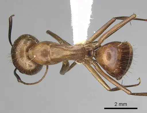 Camponotus festinatus specimen CASENT0280023 image casent0280023_1