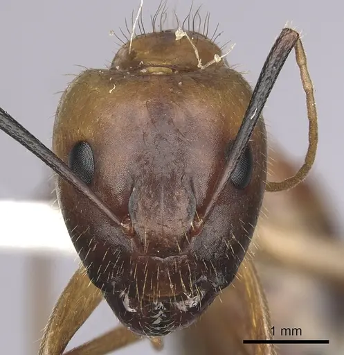 Camponotus festinatus specimen CASENT0280023 image casent0280023_2