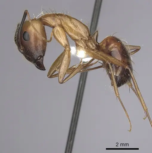 Camponotus festinatus specimen CASENT0280023 image casent0280023_3