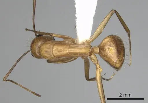 Camponotus festinatus specimen CASENT0280024 image casent0280024_1