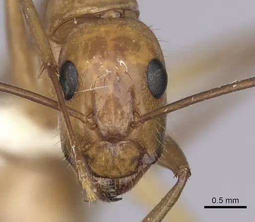 Camponotus festinatus specimen CASENT0280024 image casent0280024_2